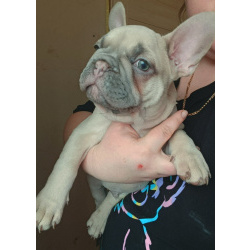 Щенки французского бульдога