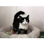 Феличита из магазина ищет дом. Молодая кошечка в добрые руки.