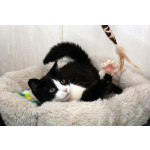 Феличита из магазина ищет дом. Молодая кошечка в добрые руки.