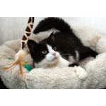 Феличита из магазина ищет дом. Молодая кошечка в добрые руки.