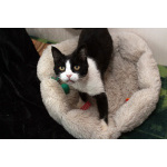 Феличита из магазина ищет дом. Молодая кошечка в добрые руки.