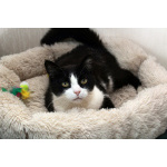 Феличита из магазина ищет дом. Молодая кошечка в добрые руки.