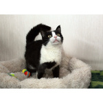 Феличита из магазина ищет дом. Молодая кошечка в добрые руки.