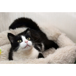 Феличита из магазина ищет дом. Молодая кошечка в добрые руки.