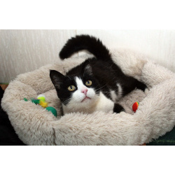 Феличита из магазина ищет дом. Молодая кошечка в добрые руки.