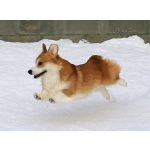 Вельш корги пемброк