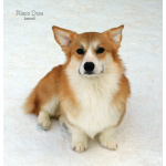 Вельш корги пемброк