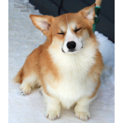 Вельш корги пемброк