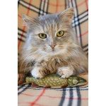 Домашняя кошечка Селена осиротела. Ищет дом