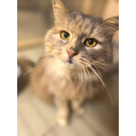 Домашняя кошечка Селена осиротела. Ищет дом