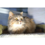 Домашняя кошечка Селена осиротела. Ищет дом