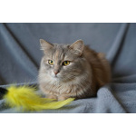 Домашняя кошечка Селена осиротела. Ищет дом