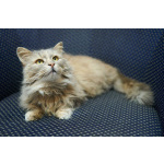 Домашняя кошечка Селена осиротела. Ищет дом