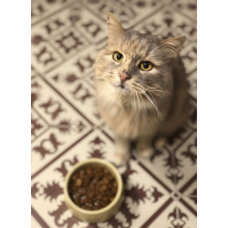 Домашняя кошечка Селена осиротела. Ищет дом