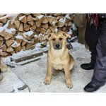 Щенки-мальчишки ищут дом