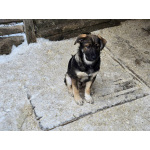 Щенки-мальчишки ищут дом