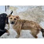 Щенки-мальчишки ищут дом