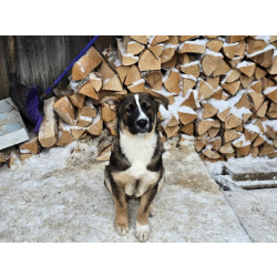 Щенки-мальчишки ищут дом