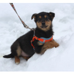 Маленькому щенульке Рэксику очень нужны дом и семья