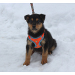 Маленькому щенульке Рэксику очень нужны дом и семья