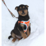 Маленькому щенульке Рэксику очень нужны дом и семья