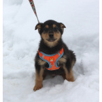 Маленькому щенульке Рэксику очень нужны дом и семья