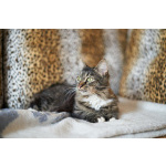 Настоящая леди – изысканная кошечка Фунти – ищет дом.