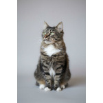 Настоящая леди – изысканная кошечка Фунти – ищет дом.