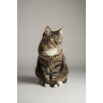 Настоящая леди – изысканная кошечка Фунти – ищет дом.