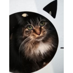 Настоящая леди – изысканная кошечка Фунти – ищет дом.