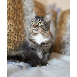 Настоящая леди – изысканная кошечка Фунти – ищет дом.