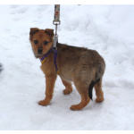 Малышка Лиска ищет свою любимую семью !