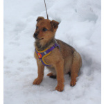 Малышка Лиска ищет свою любимую семью !