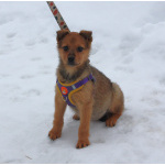 Малышка Лиска ищет свою любимую семью !