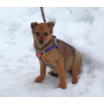 Малышка Лиска ищет свою любимую семью !