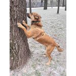 Солнечный пес-компаньон Джек ищет дом