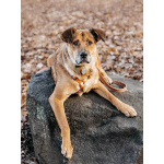 Солнечный пес-компаньон Джек ищет дом