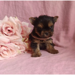 Йоркширский терьер девочка