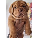 Щенки бордоского дога