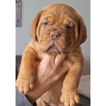 Щенки бордоского дога