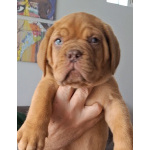 Щенки бордоского дога