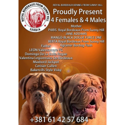 Щенки бордоского дога