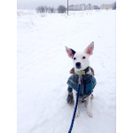 Красивая собачка ищет дом