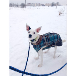 Красивая собачка ищет дом