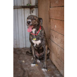 Пес Бакс ищет дом!