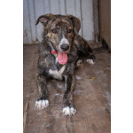 Пес Бакс ищет дом!