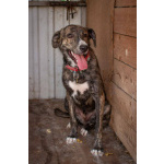 Пес Бакс ищет дом!