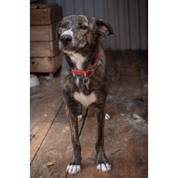 Пес Бакс ищет дом!