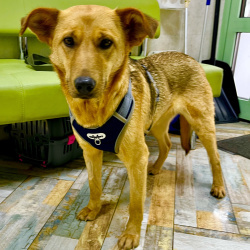 Ищет дом мечты: спокойная и ласковая собака Чара