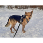 Собака Чиж в добрые руки